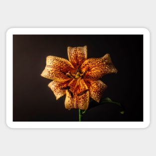 Orange tiger lily still life Sticker